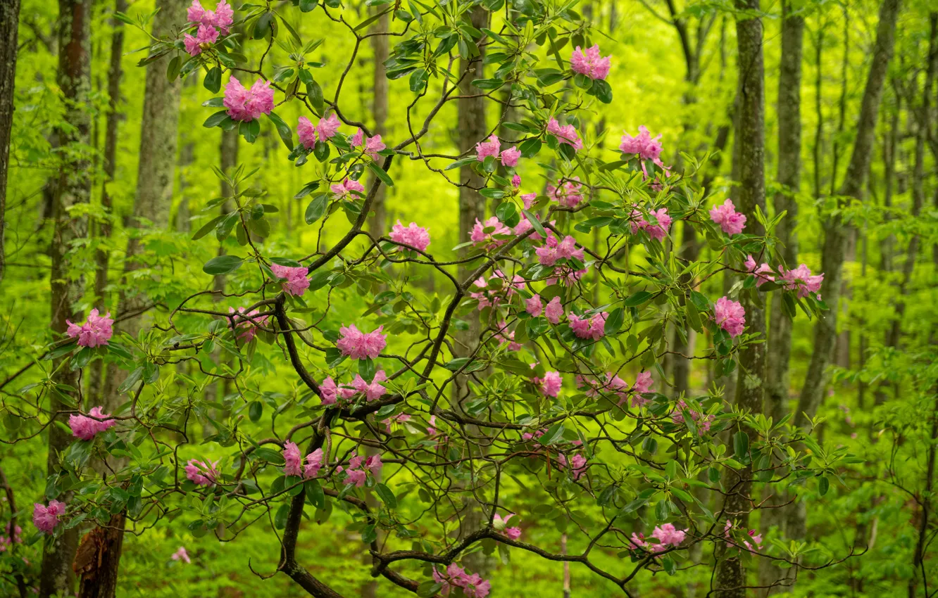 Photo wallpaper forest, trees, flowers, Babcock State Park, West Virginia, rhododendrons, West Virginia, Park Babcock
