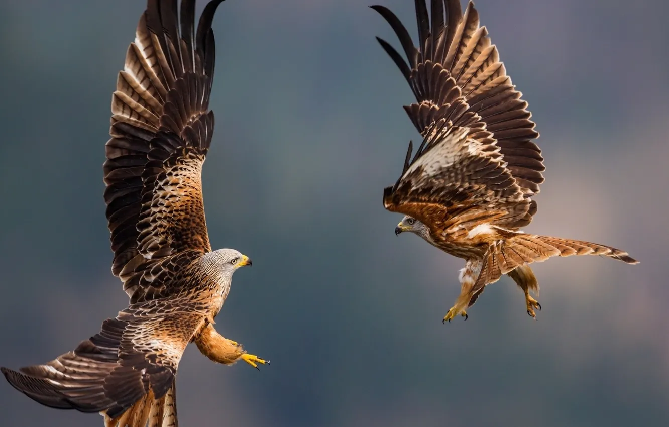 Photo wallpaper flight, feathers, eagles