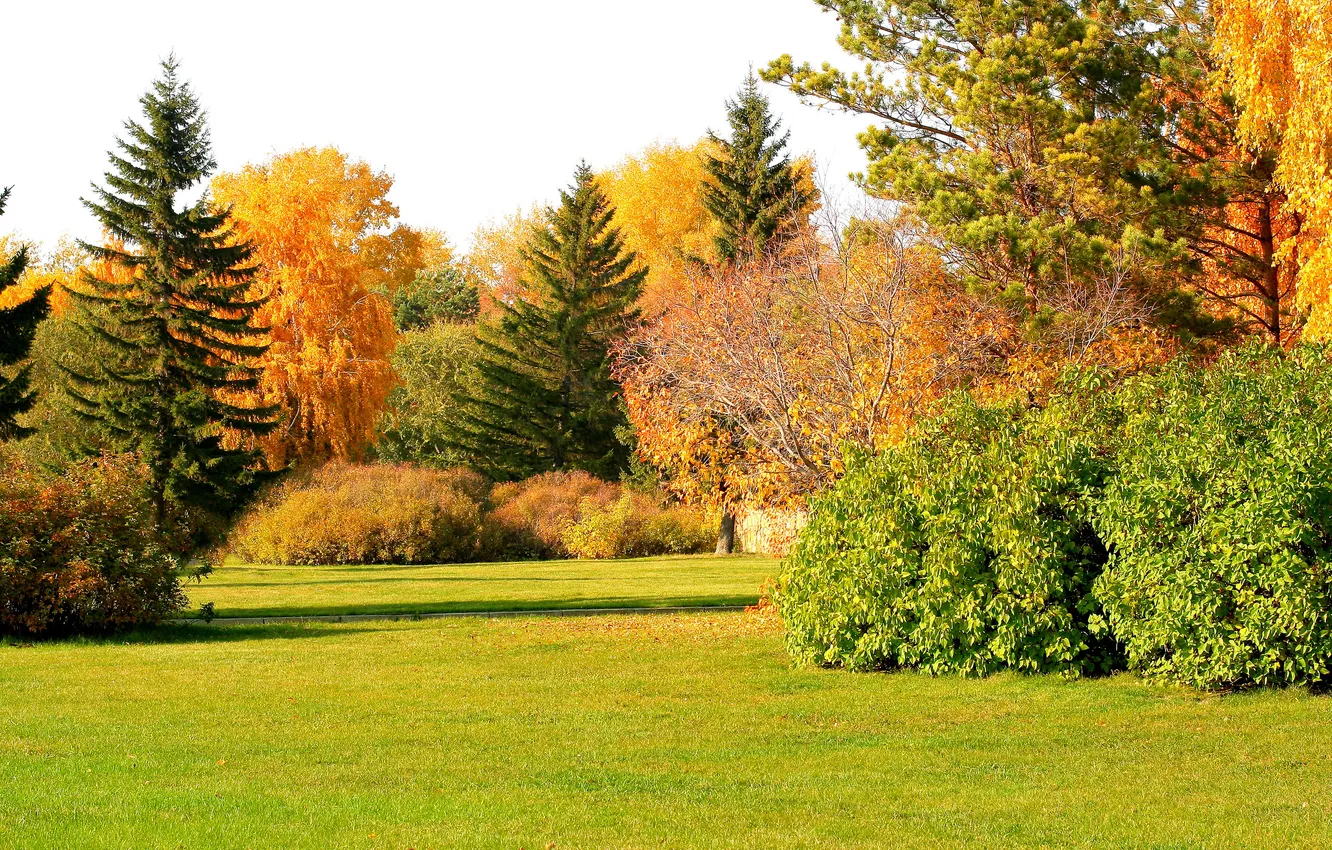 Photo wallpaper autumn, grass, the sun, trees, Park, glade, the bushes, lawn