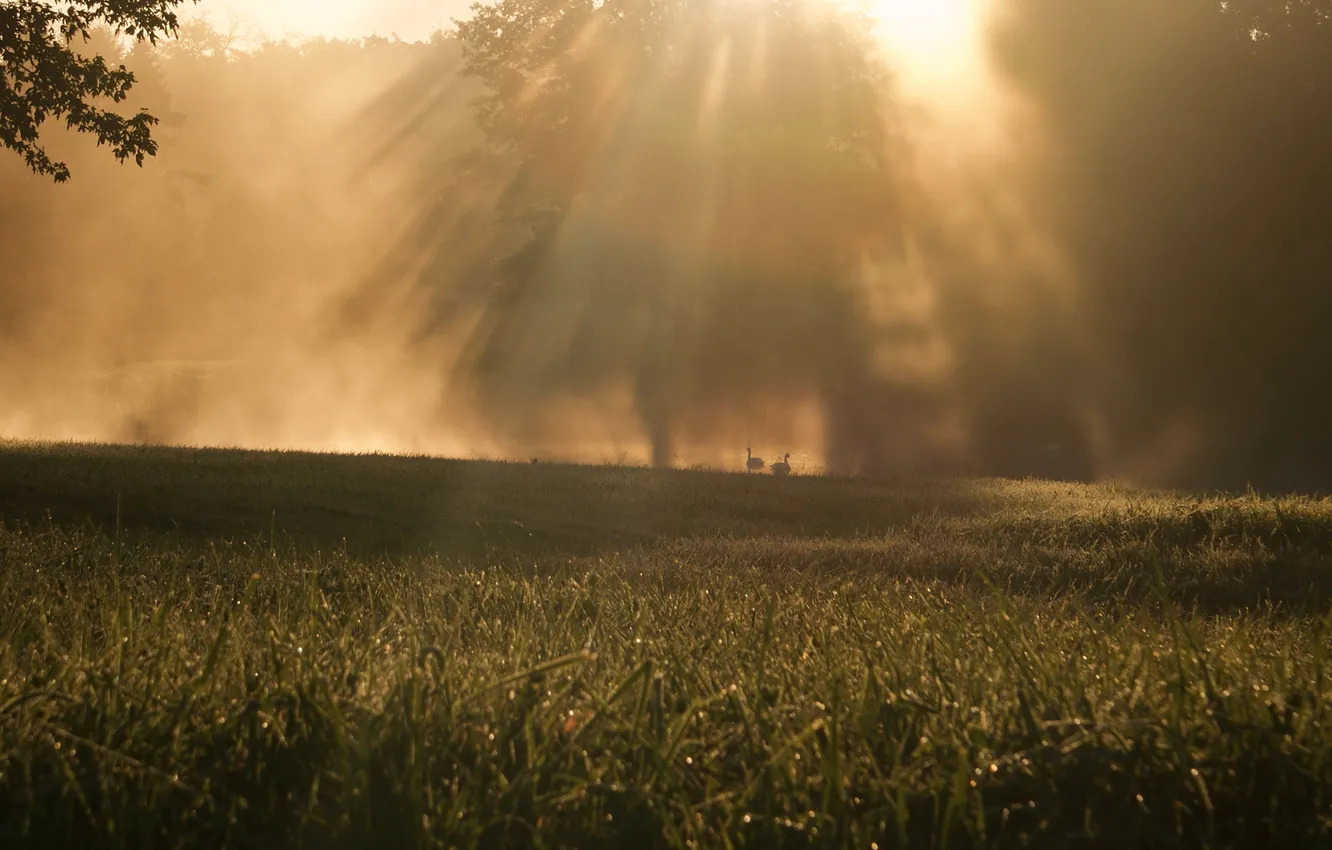 Photo wallpaper grass, pond, swans, the sun's rays, dervla