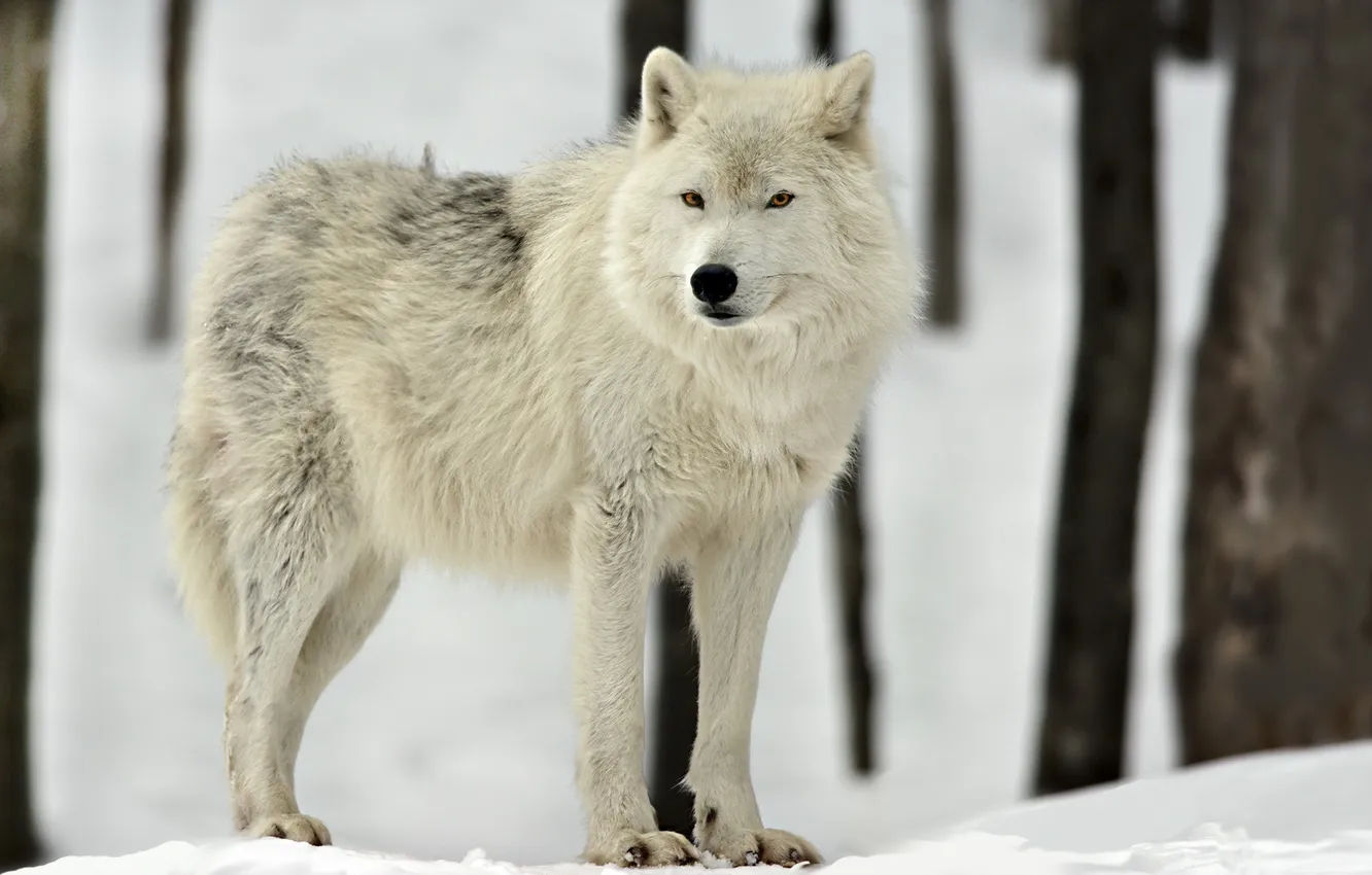 Photo wallpaper nature, background, wolf