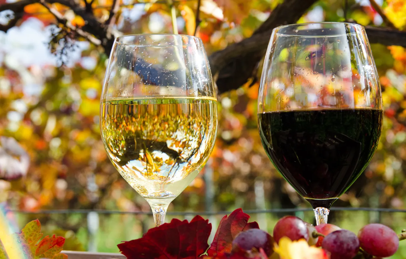 Photo wallpaper autumn, white, leaves, red, reflection, wine, glass