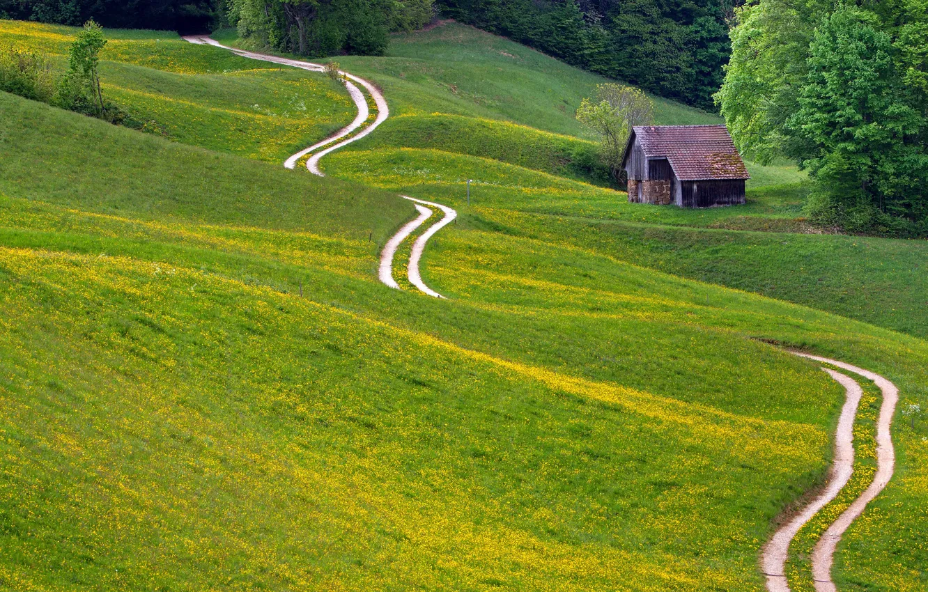 Photo wallpaper road, greens, field, summer, grass, trees, flowers, yellow