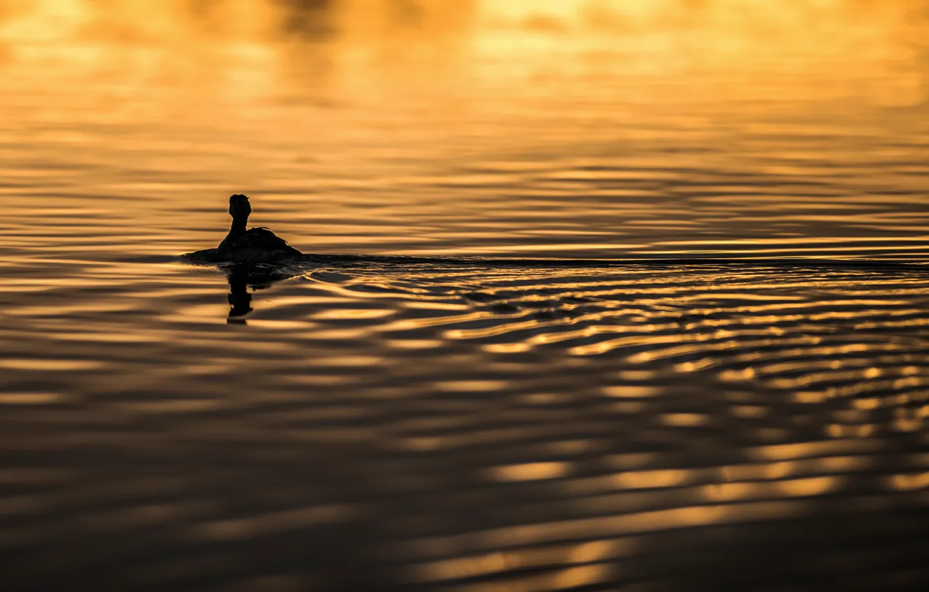 Photo wallpaper water, sunlight, ripples, swimming, Goose