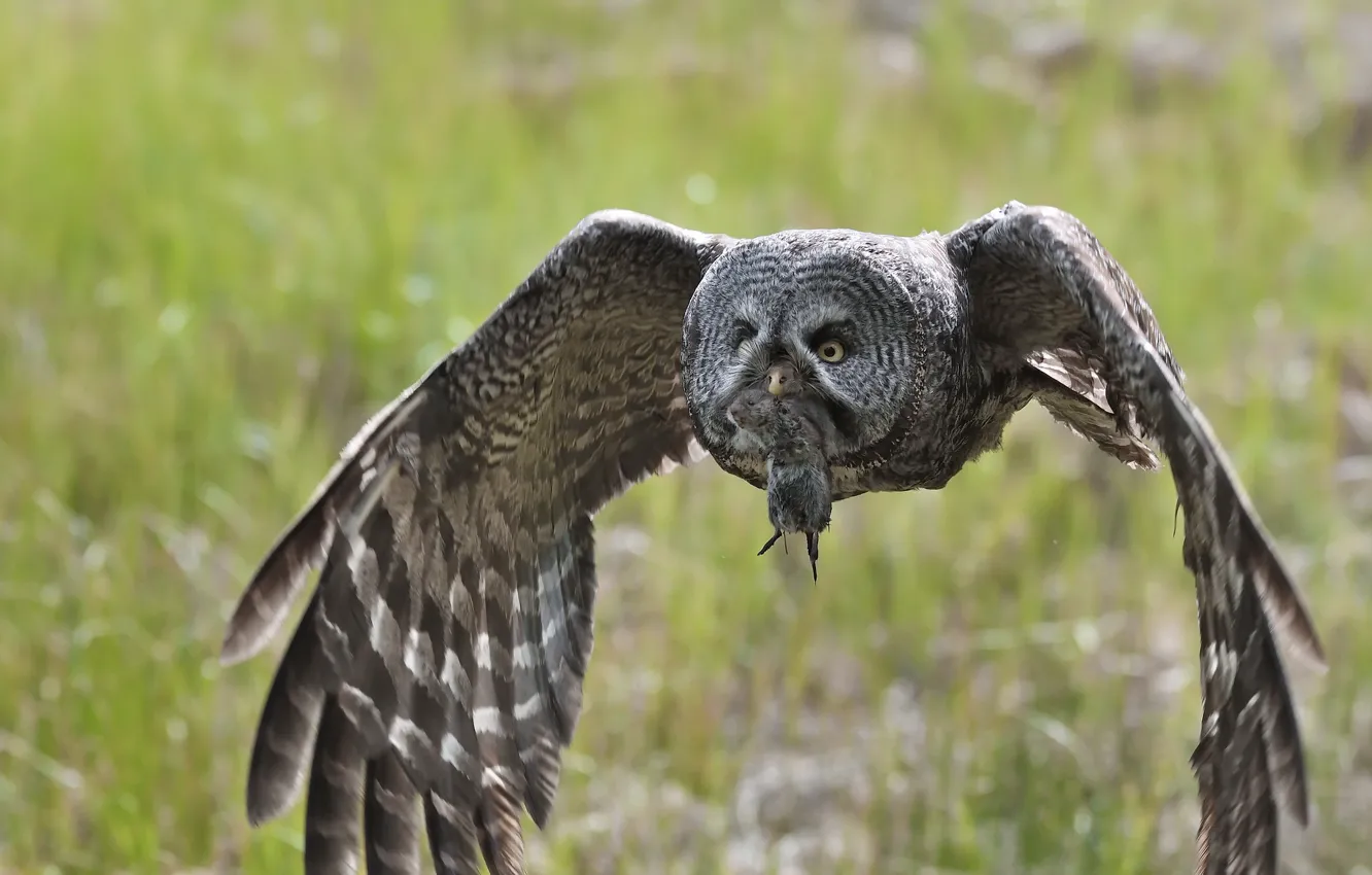 Photo wallpaper bird, hunting, Great Grey Owl