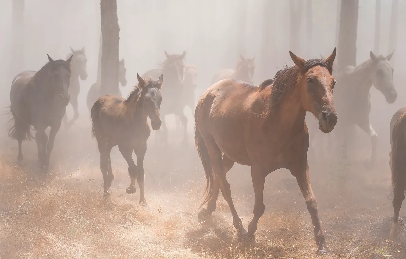 Photo wallpaper forest, grass, trees, fog, horses, morning, horse, a lot