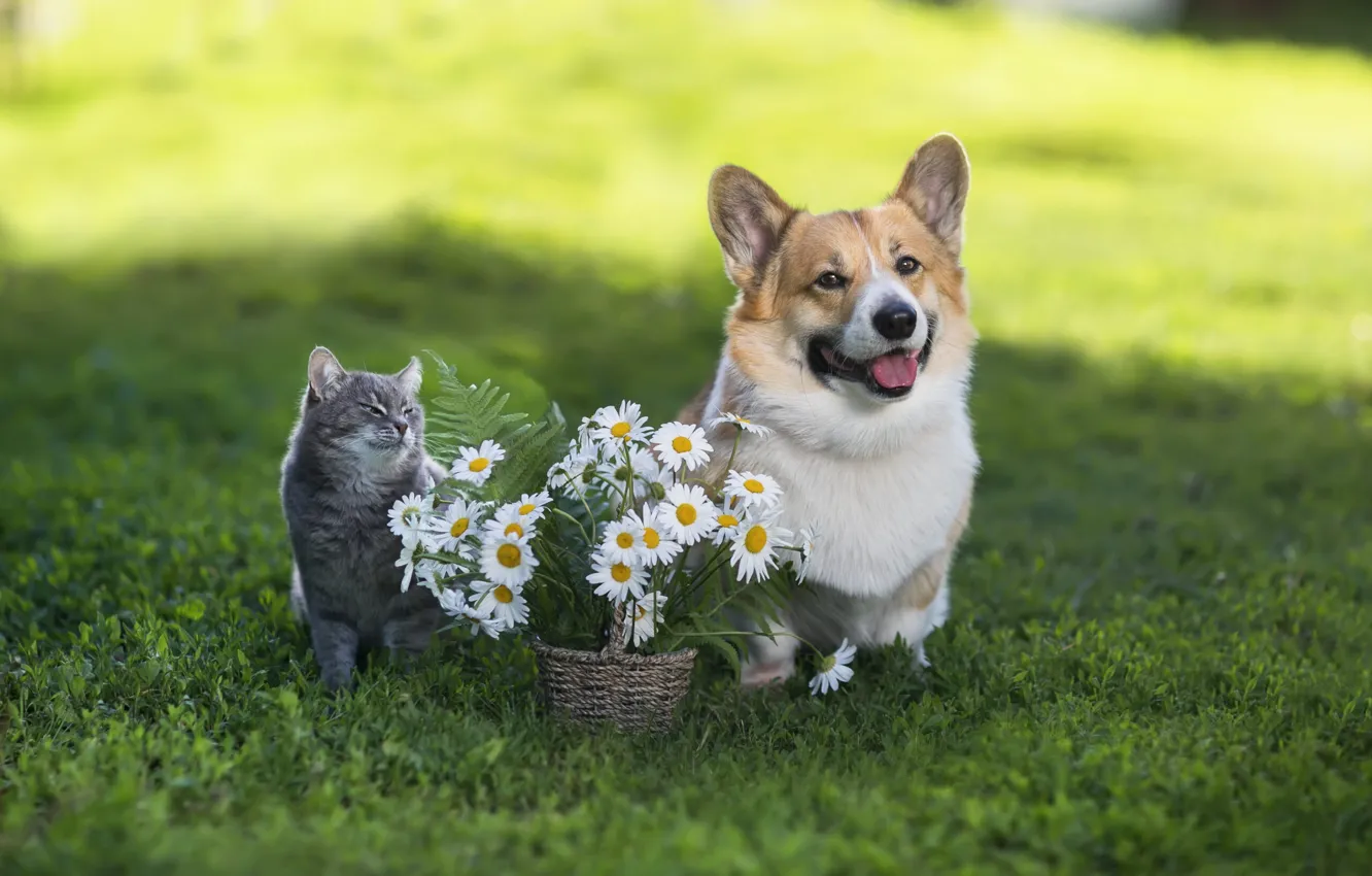 Photo wallpaper cat, cat, nature, dog, Corgi