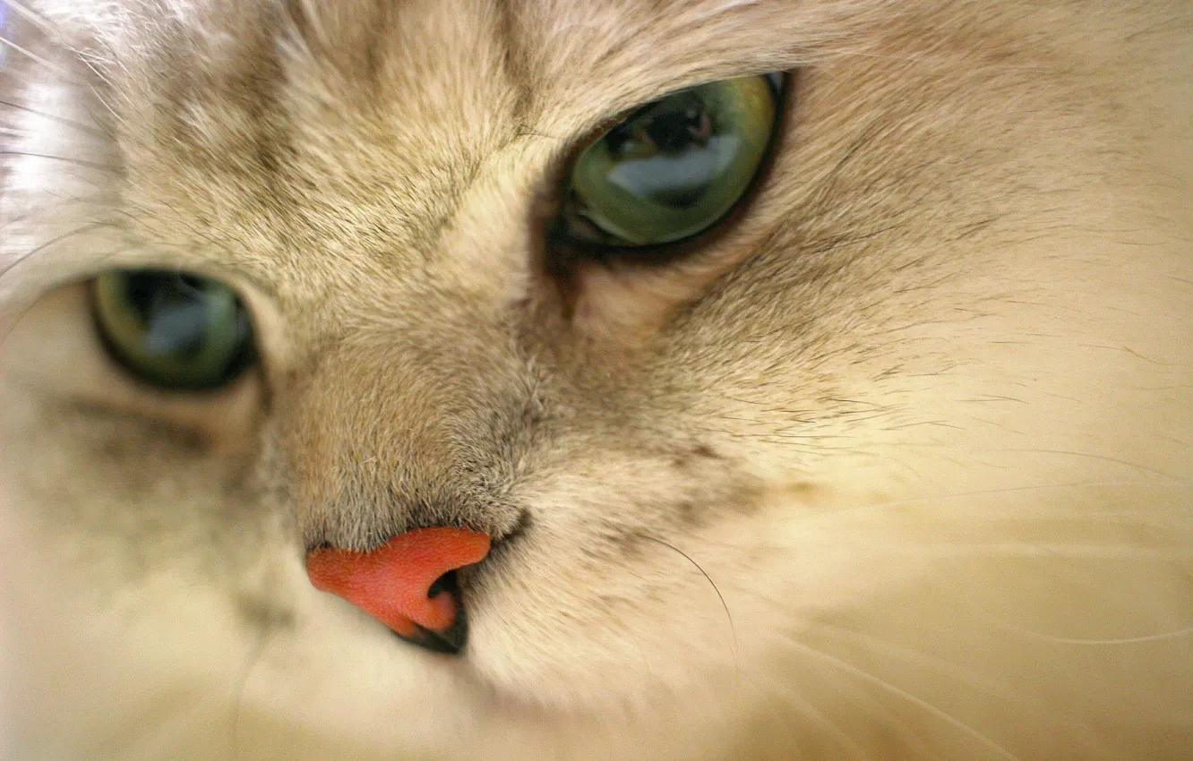 Photo wallpaper eyes, cat, British