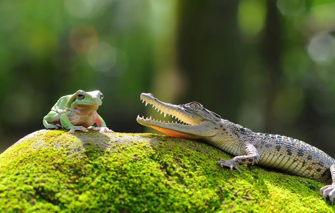 Photo wallpaper look, pose, stones, background, moss, frog, teeth, crocodile