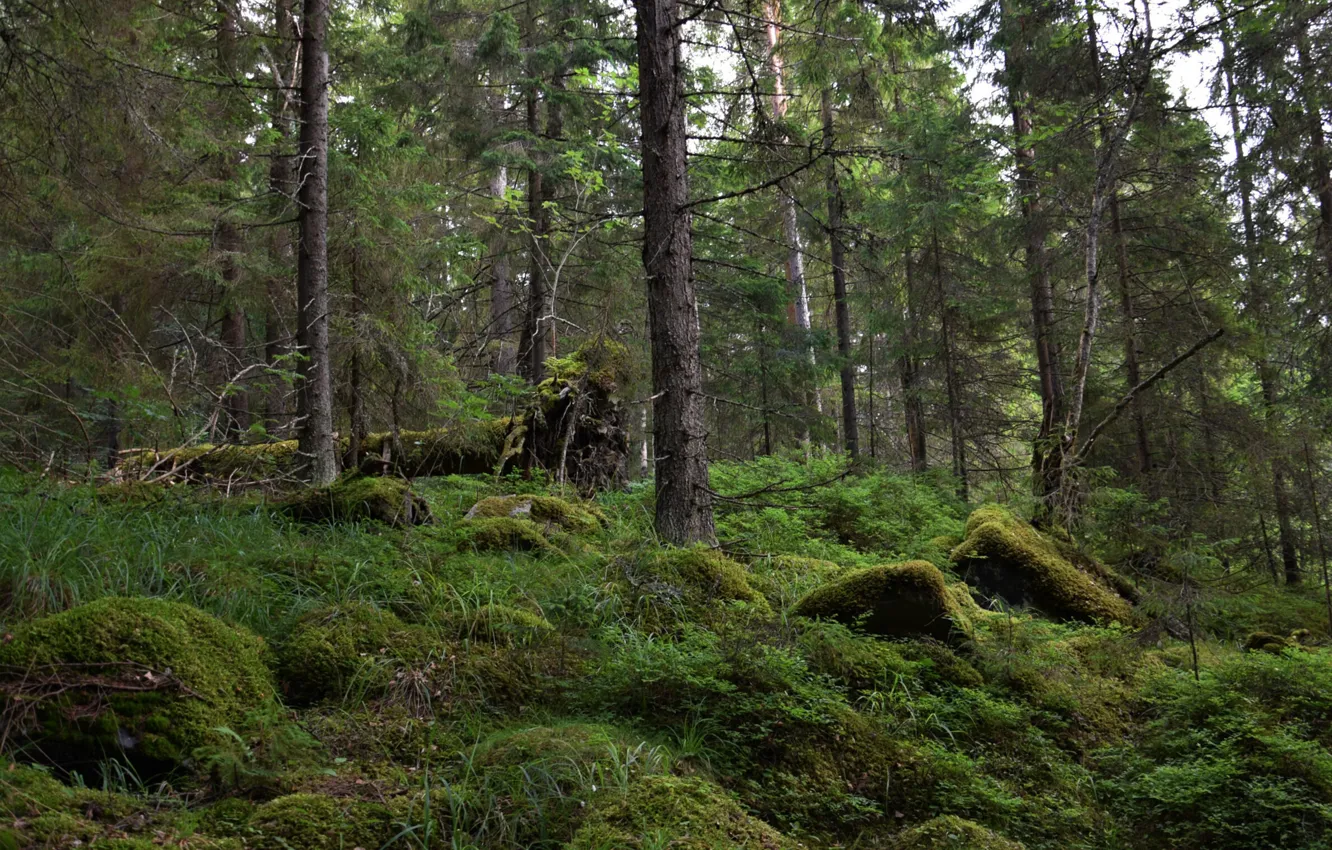 Photo wallpaper forest, trees, nature, moss