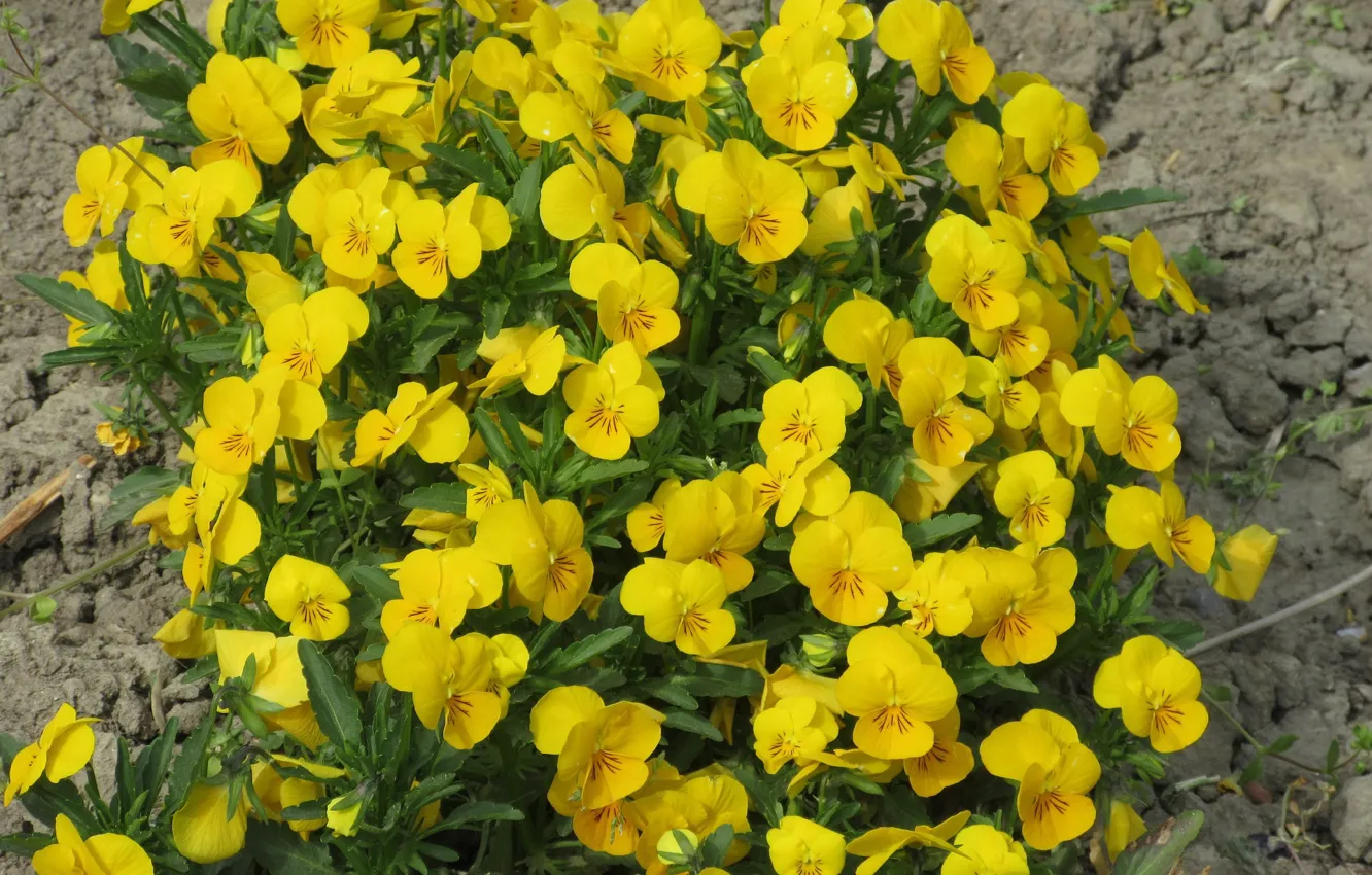 Photo wallpaper flowers, nature, Pansy, yellow, spring 2018, Mamala ©