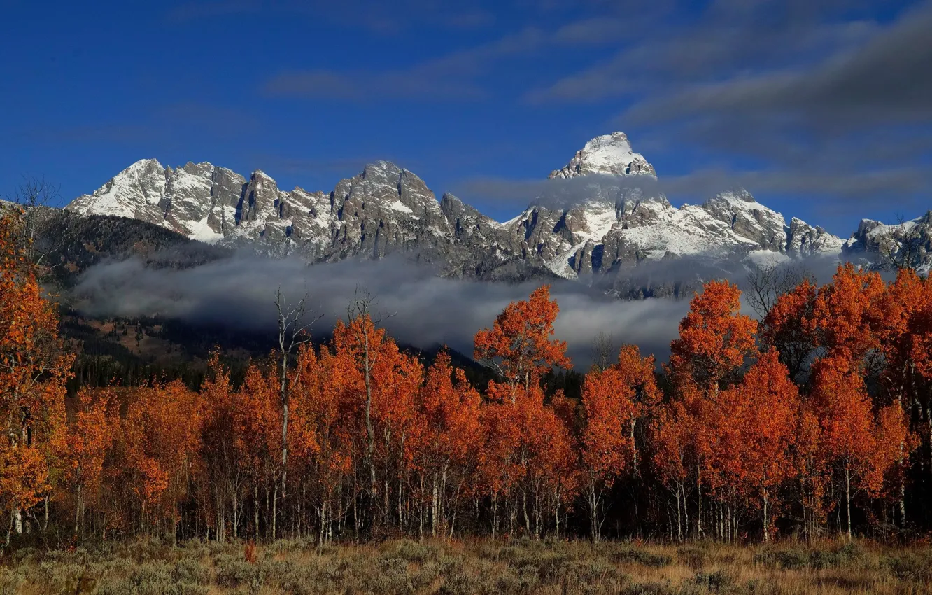 Photo wallpaper autumn, forest, landscape, nature, the city, beauty, Lucy