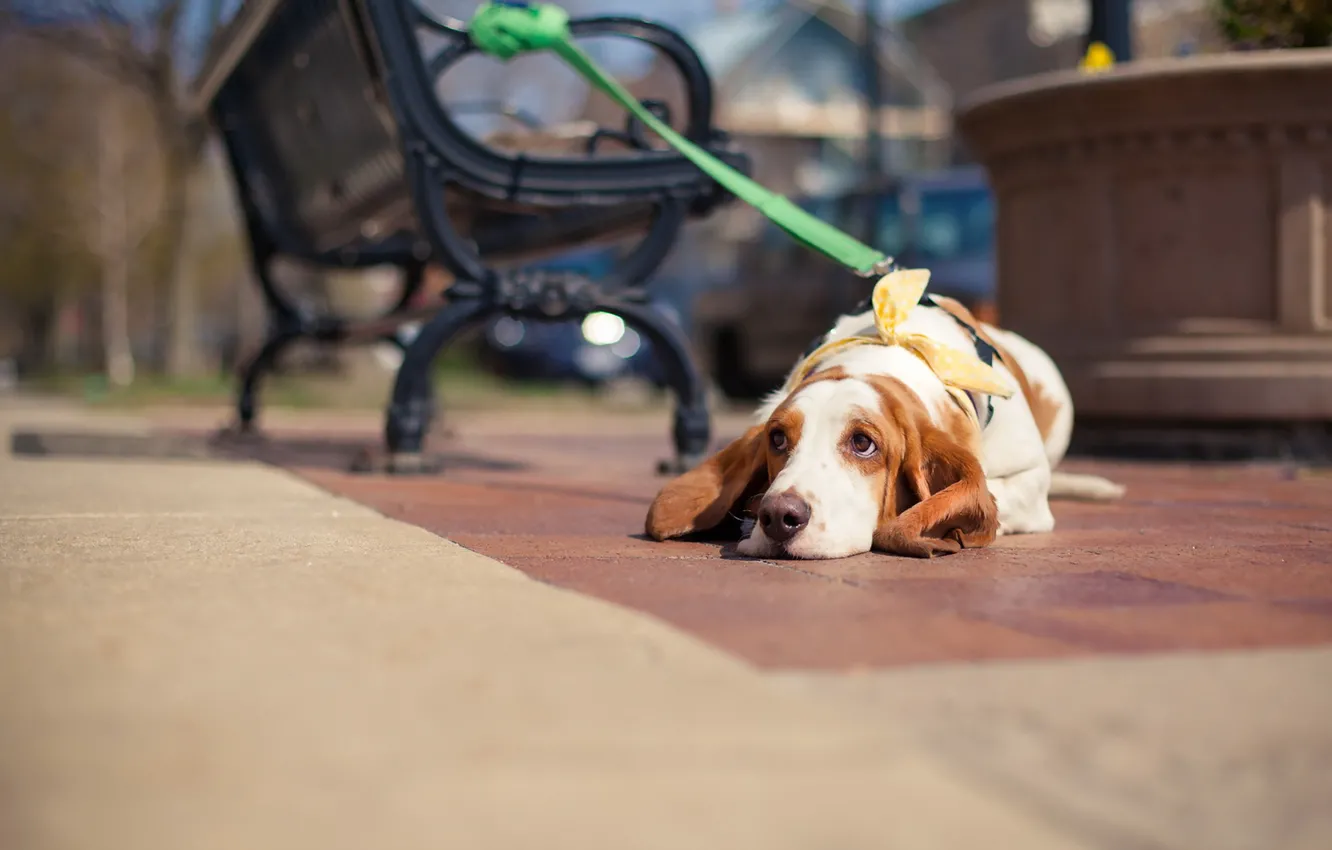 Photo wallpaper look, each, street, dog