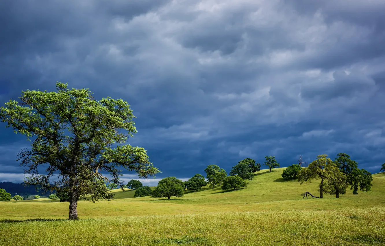 Photo wallpaper the sky, grass, trees, landscape, clouds, hills, spring, CA