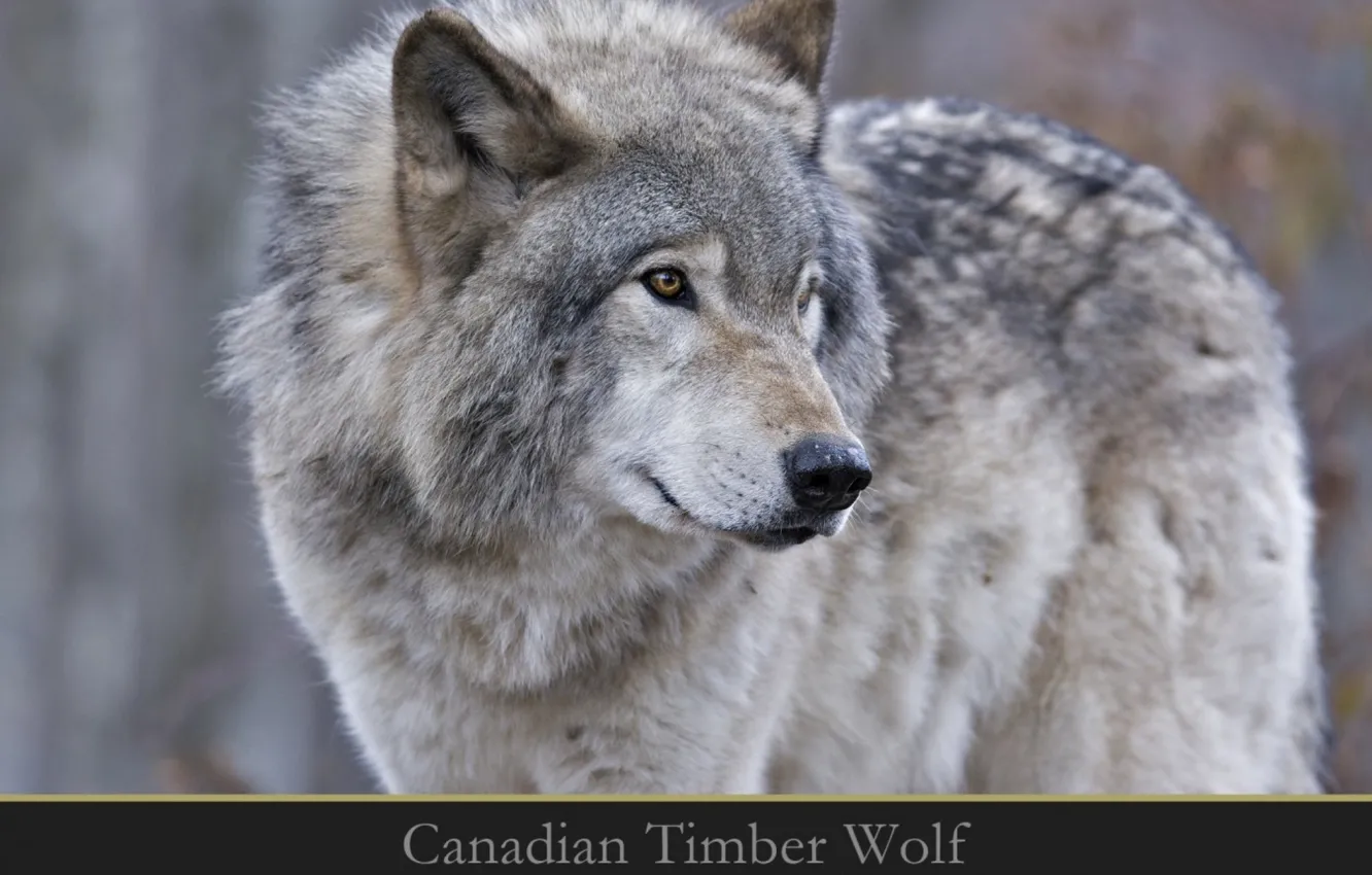 Photo wallpaper Predator, nature, animal, wolf, wildlife, portrait, portrait., Timber Wolf