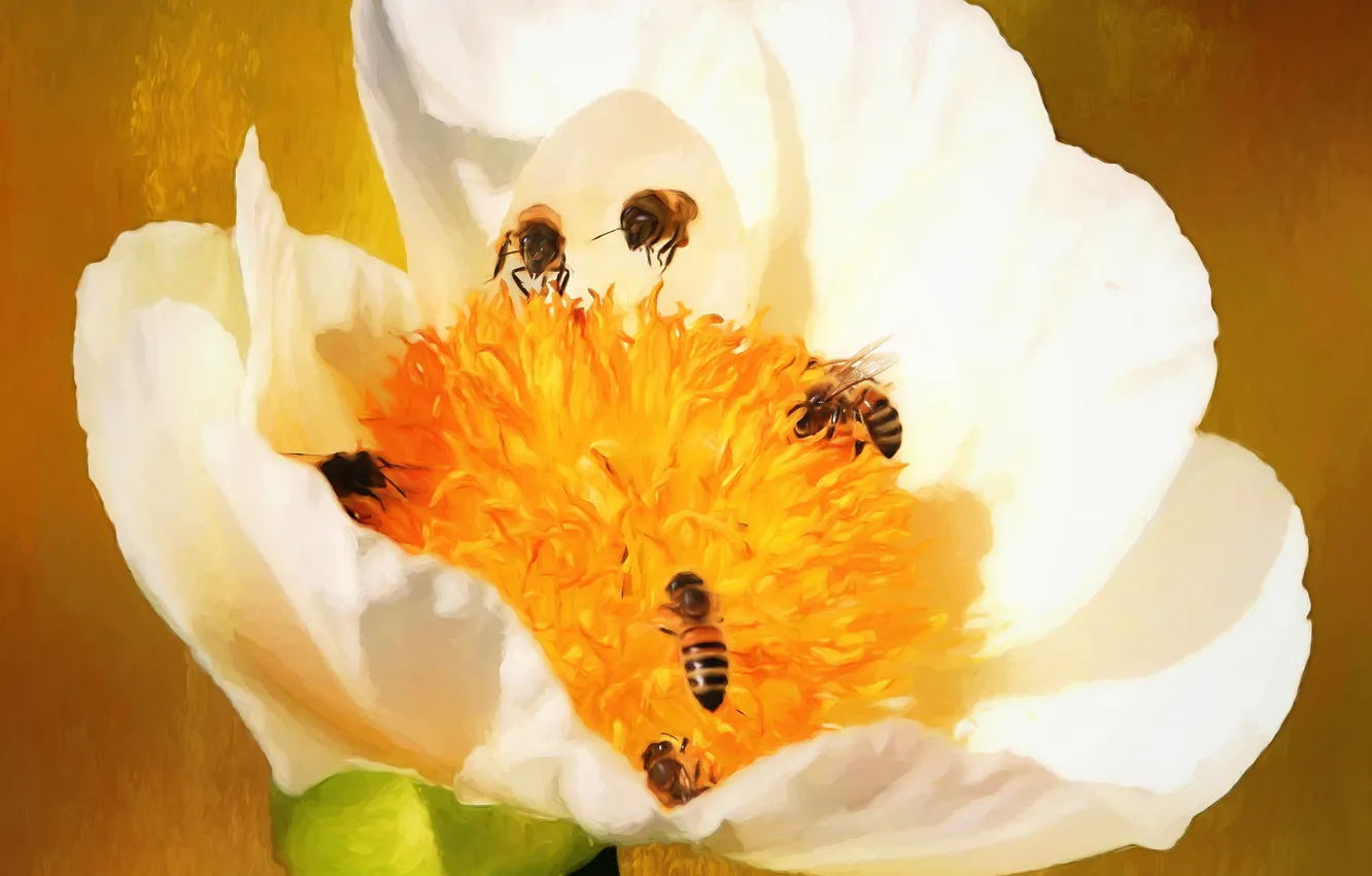 Photo wallpaper macro, flowers, bee, spring, art, insect, painting