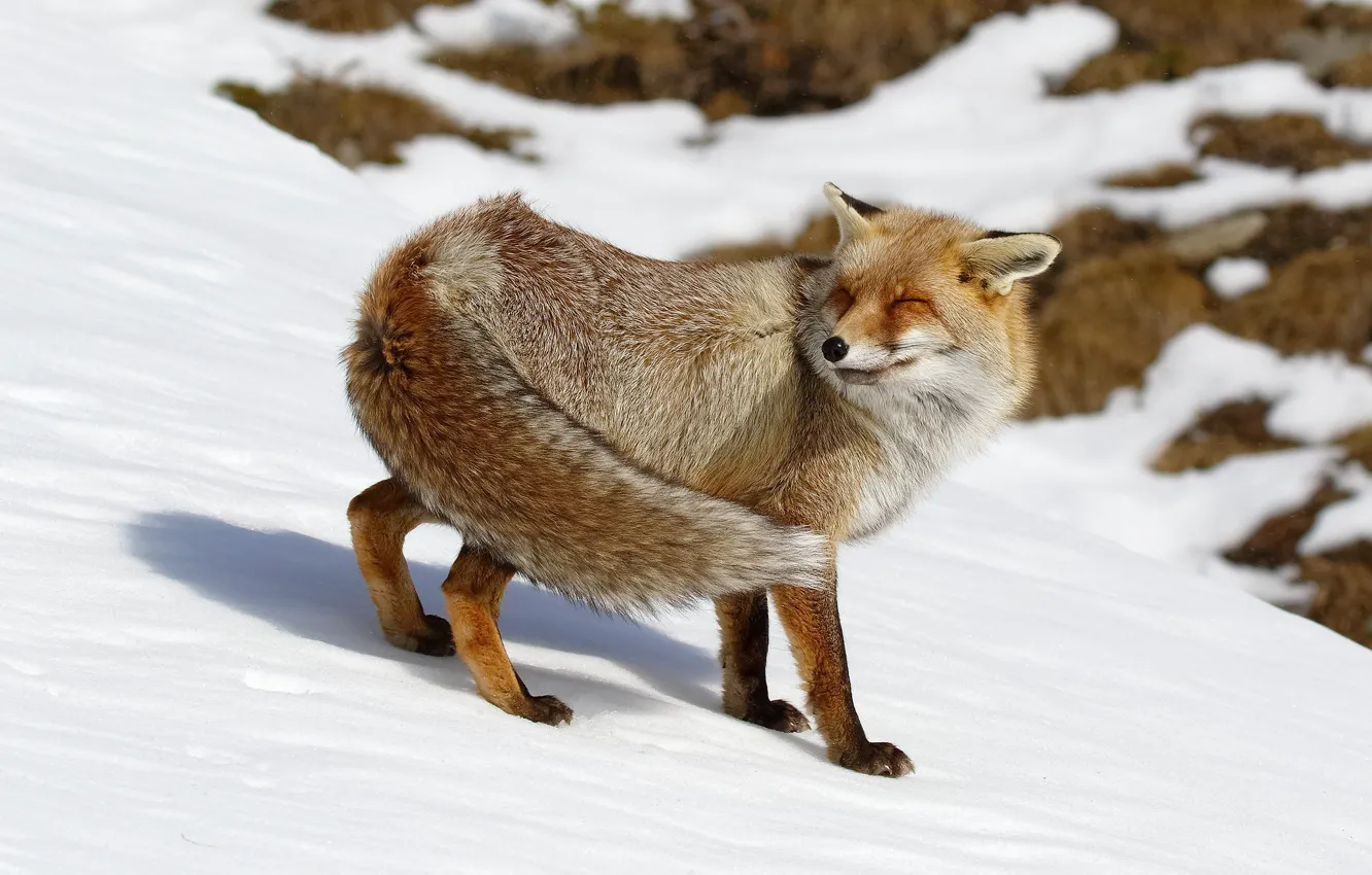 Photo wallpaper winter, face, snow, nature, pose, hills, slope, Fox