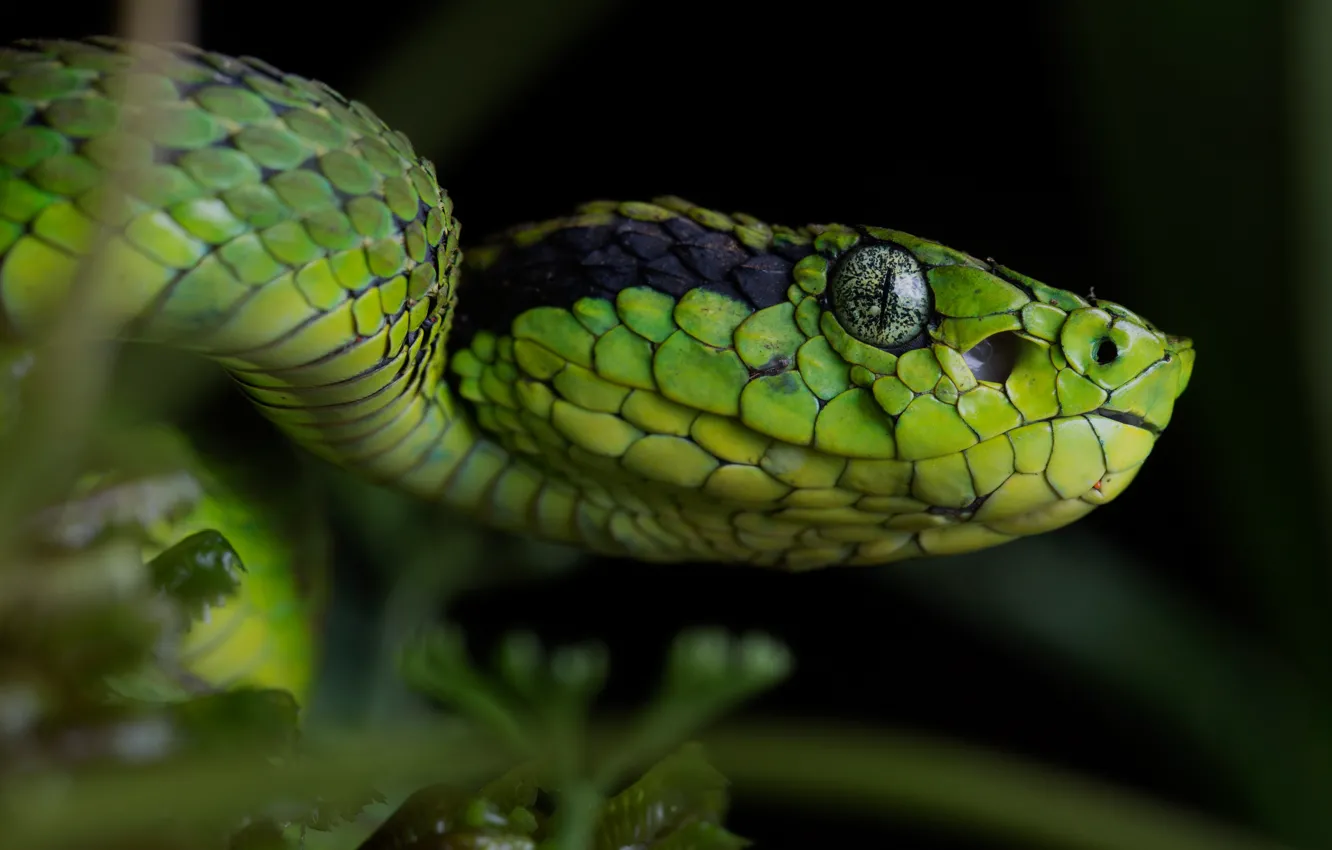 Photo wallpaper look, face, close-up, the dark background, portrait, snake, green, reptile