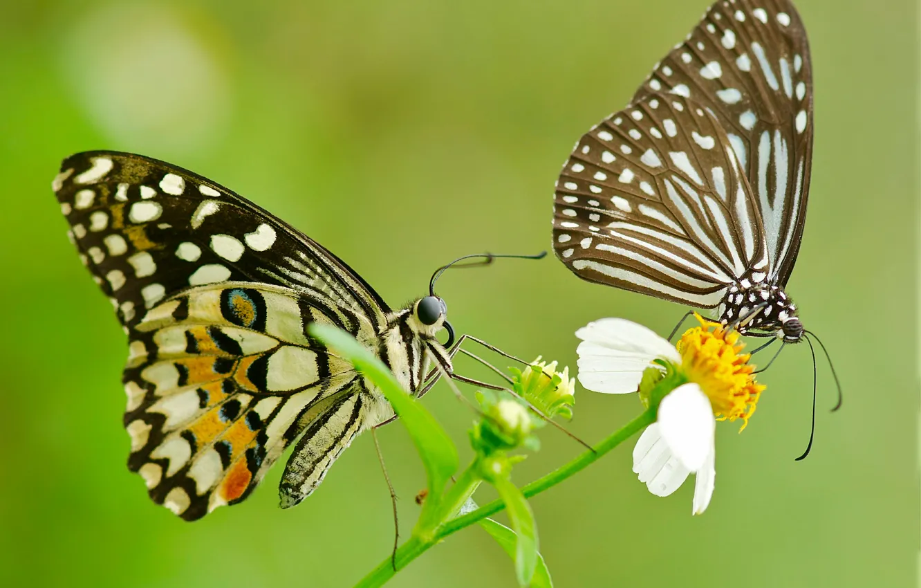 Photo wallpaper flowers, pattern, butterfly, wings, pair, moth
