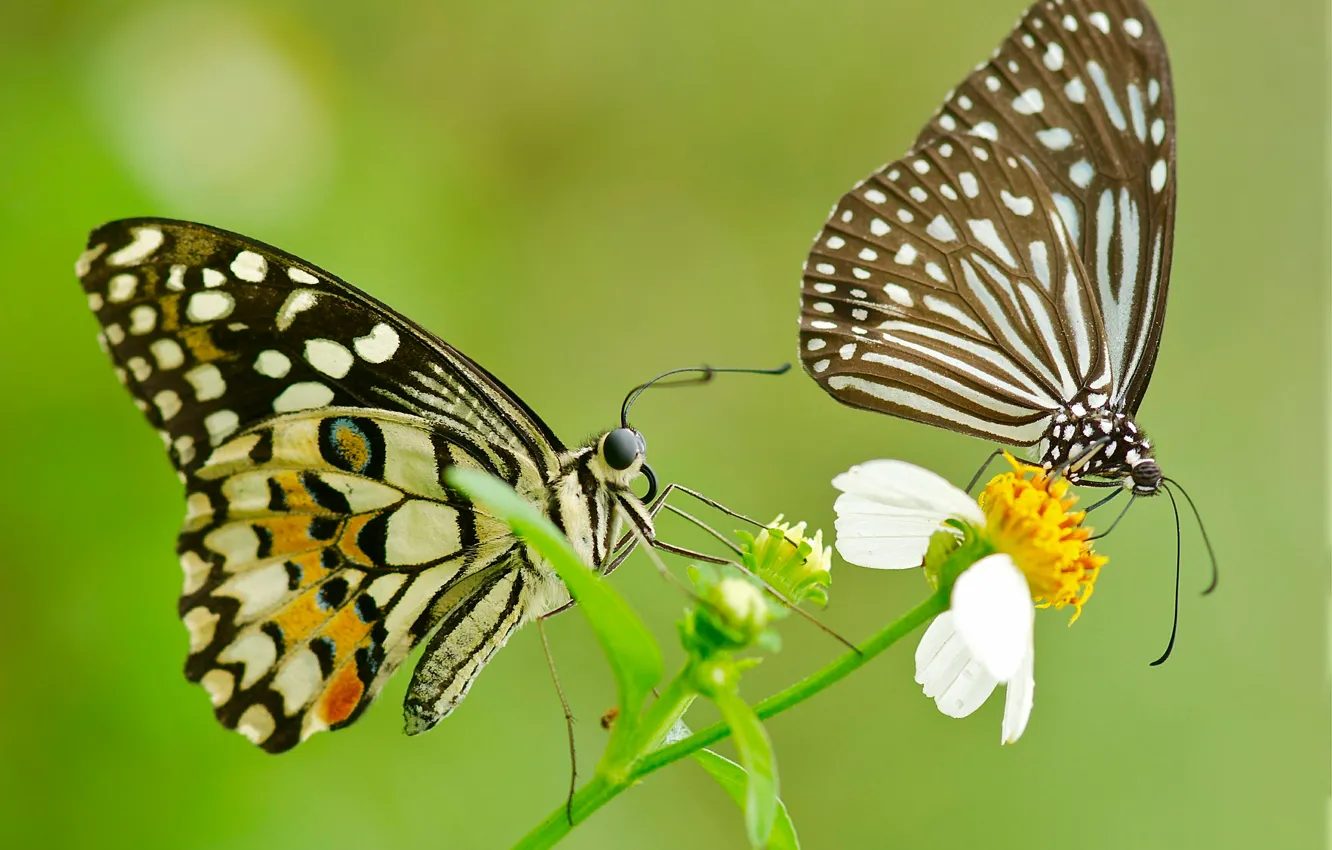 Photo wallpaper flower, pattern, butterfly, wings, pair, moth