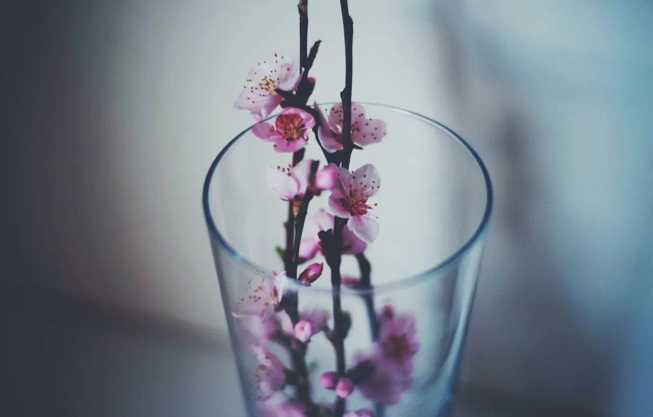 Photo wallpaper flowers, glass, branch, petals