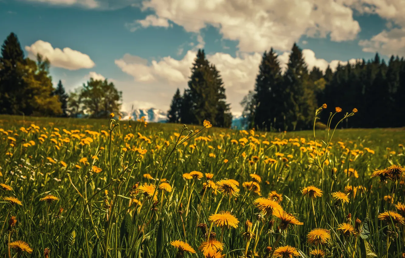 Photo wallpaper grass, clouds, trees, flowers, mountains