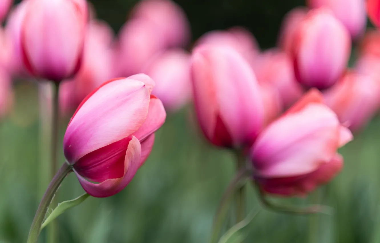 Photo wallpaper flowers, nature, tulips
