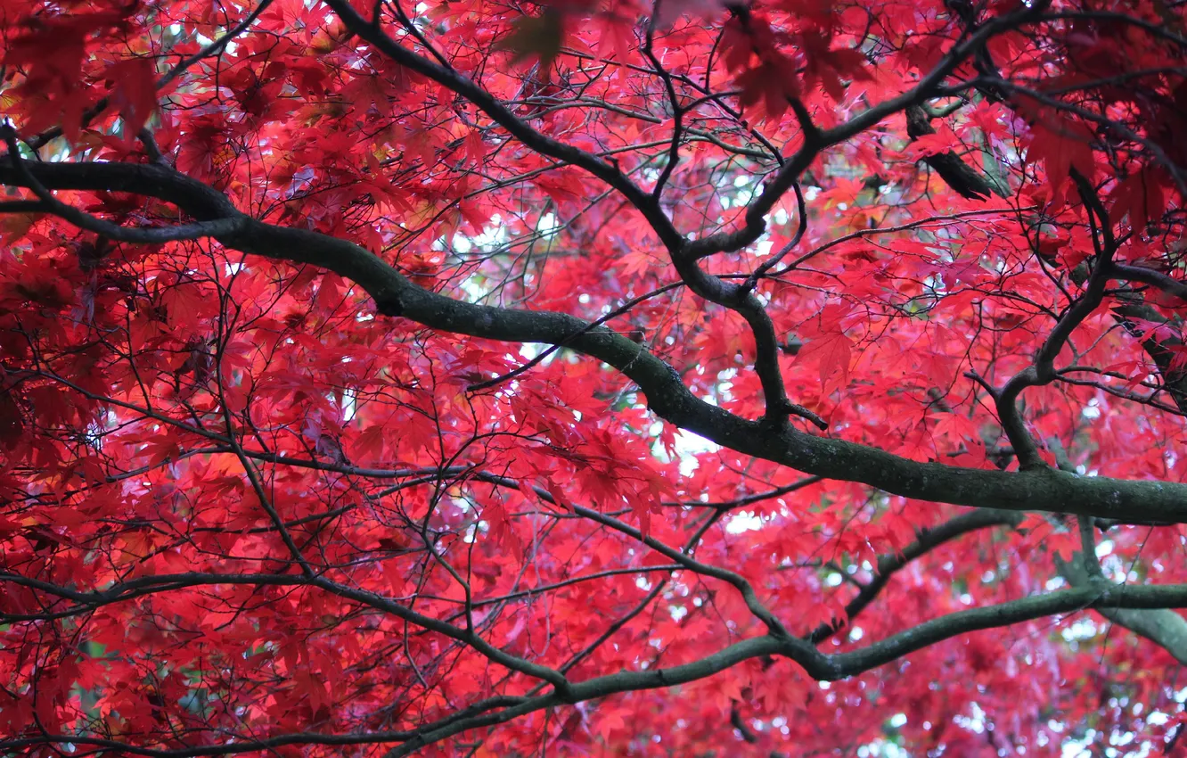 Photo wallpaper autumn, leaves, trees, branches, the crimson