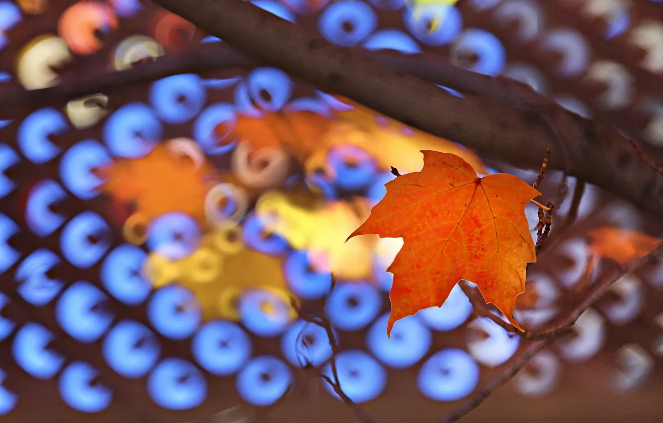 Photo wallpaper autumn, leaves, nature