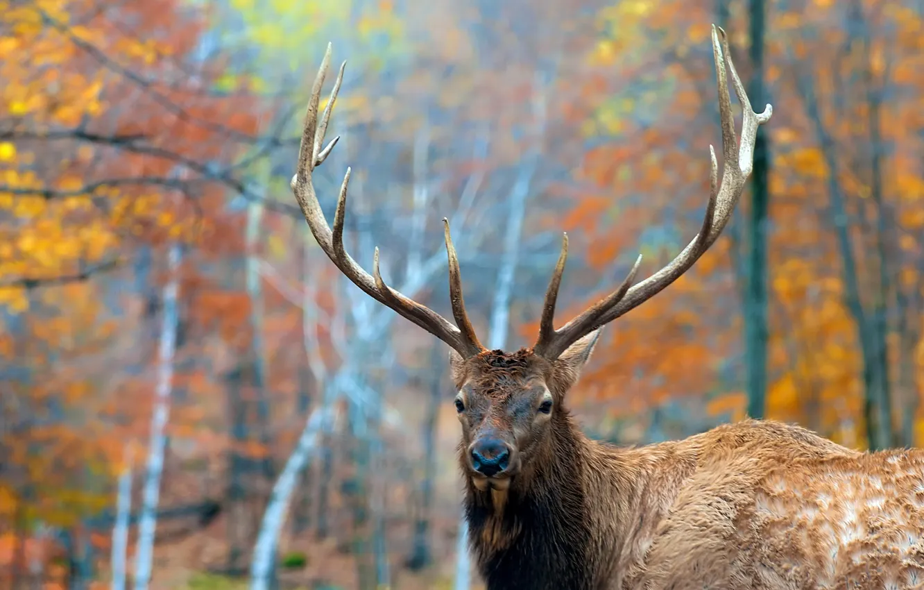 Photo wallpaper nature, deer, horns