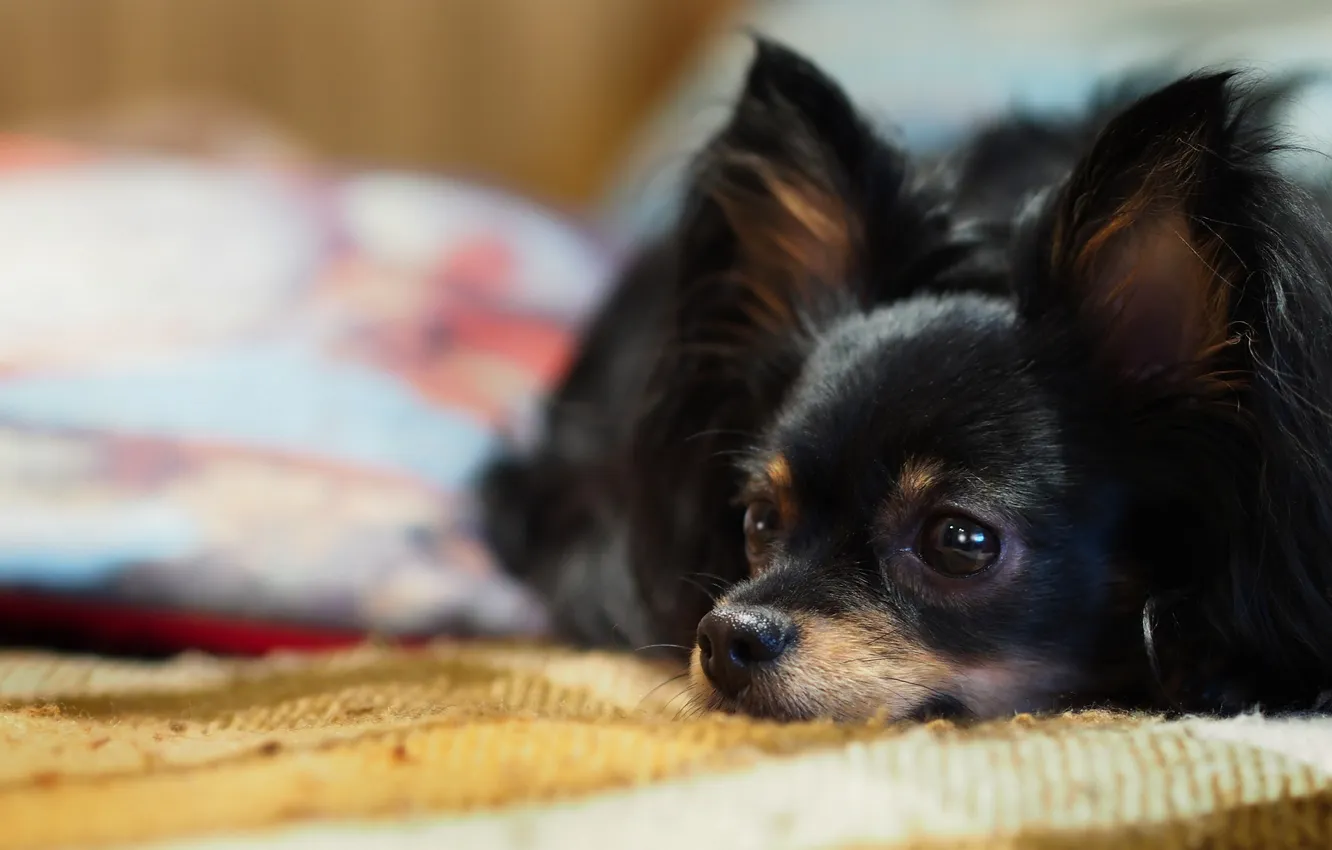 Photo wallpaper eyes, home, dog