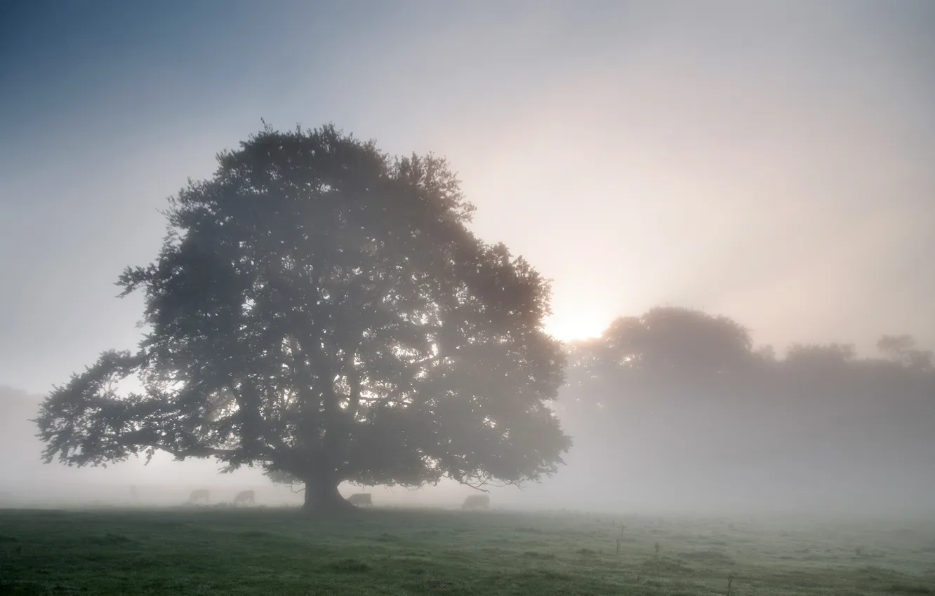 Photo wallpaper landscape, fog, tree, morning