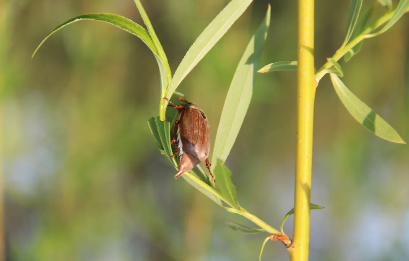 Photo wallpaper trees, beetle, spring