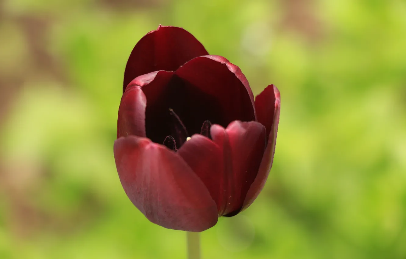 Photo wallpaper greens, the sun, flowers, spring, tulips, purple, Burgundy