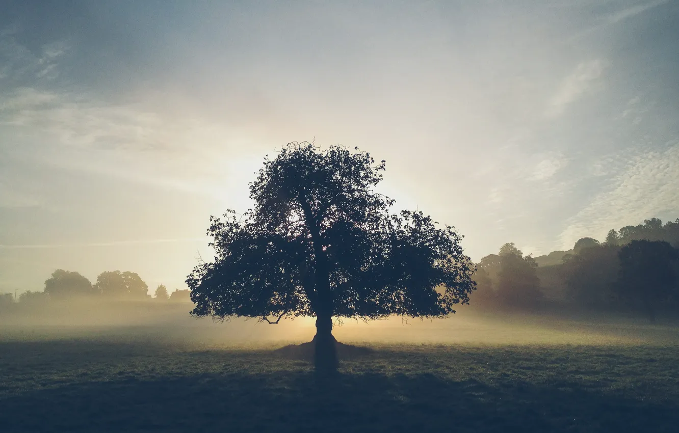 Photo wallpaper trees, fog, dawn, haze, lonely, standing