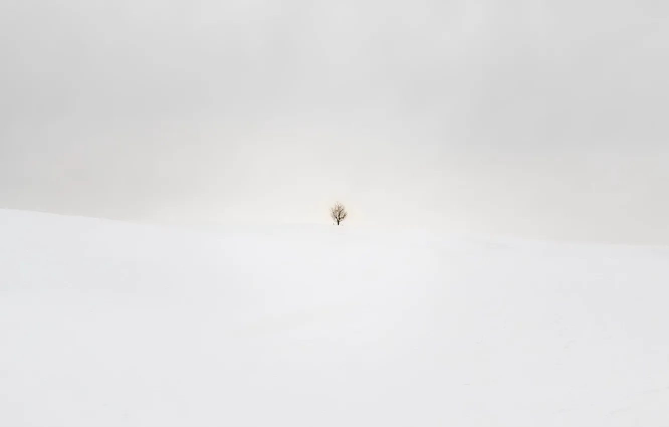 Photo wallpaper winter, field, snow, trees
