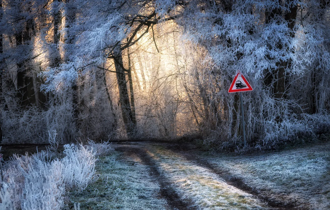 Photo wallpaper winter, road, forest, sign