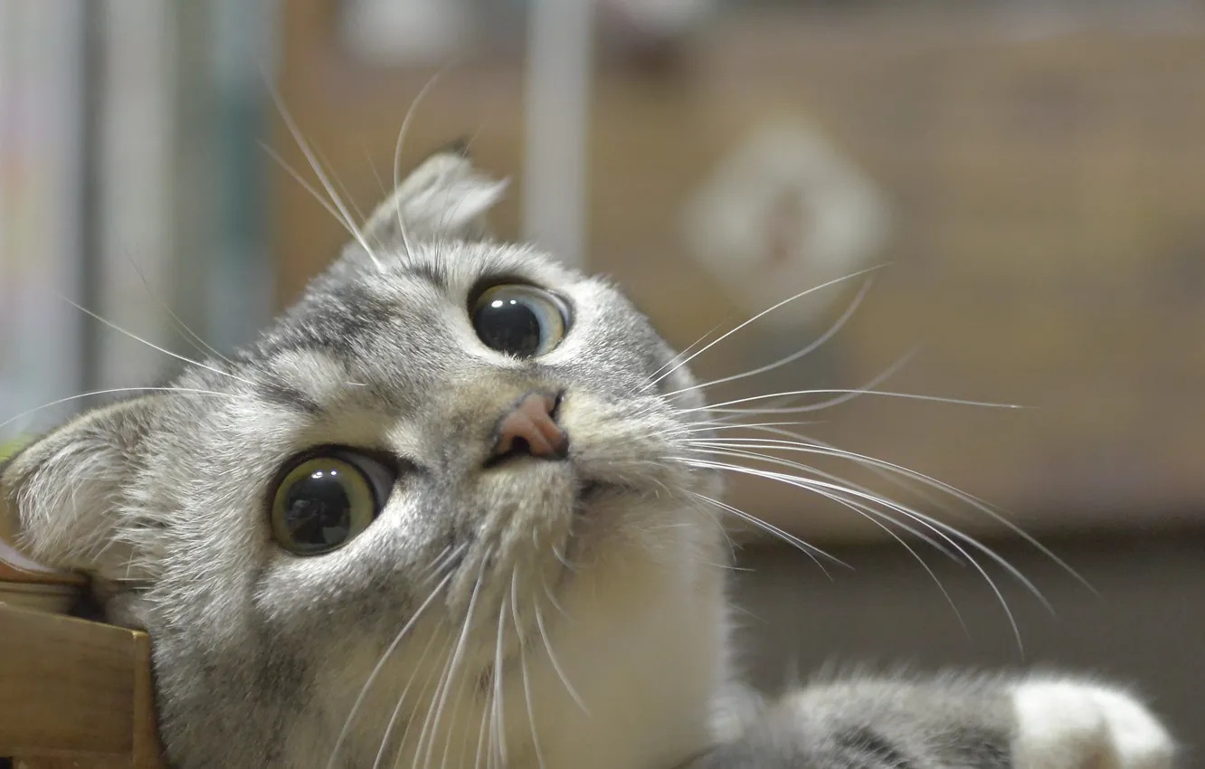 Photo wallpaper eyes, look, face, Koshak