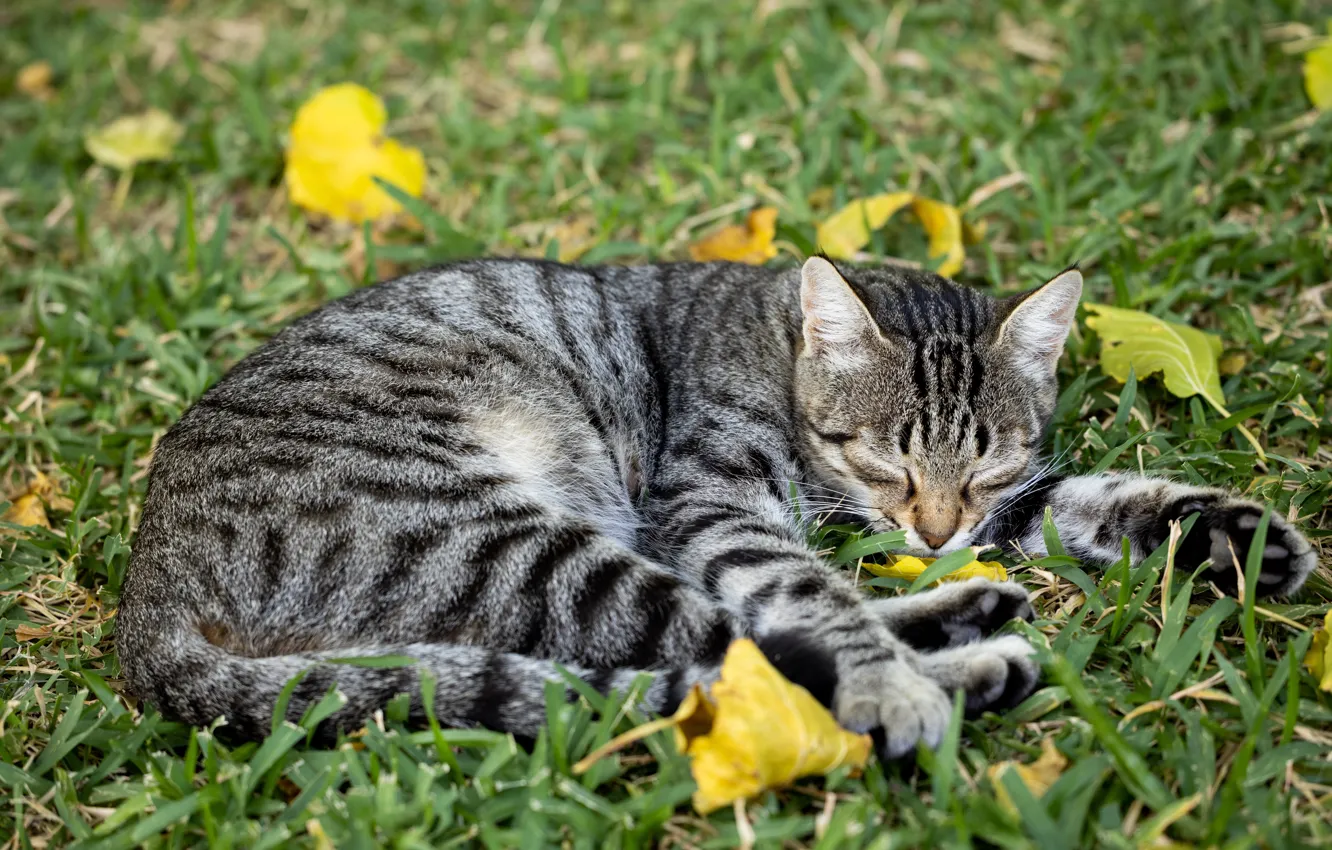Photo wallpaper cat, grass, cat, yellow, nature, pose, grey, stay