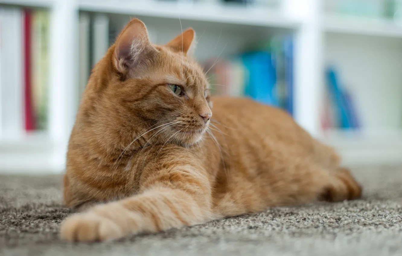 Photo wallpaper lies, red, cat