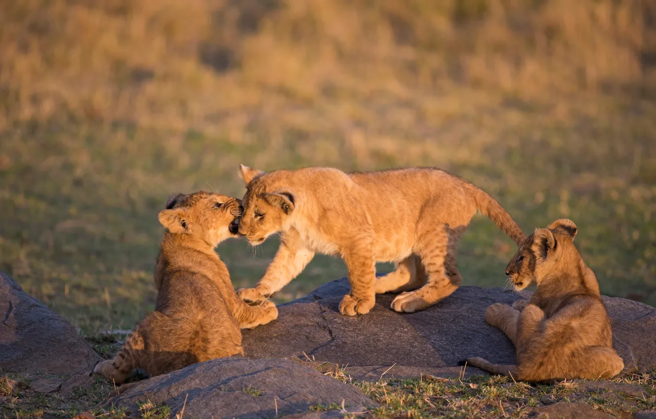 Photo wallpaper nature, the game, baby, three, trio, lion, three cub
