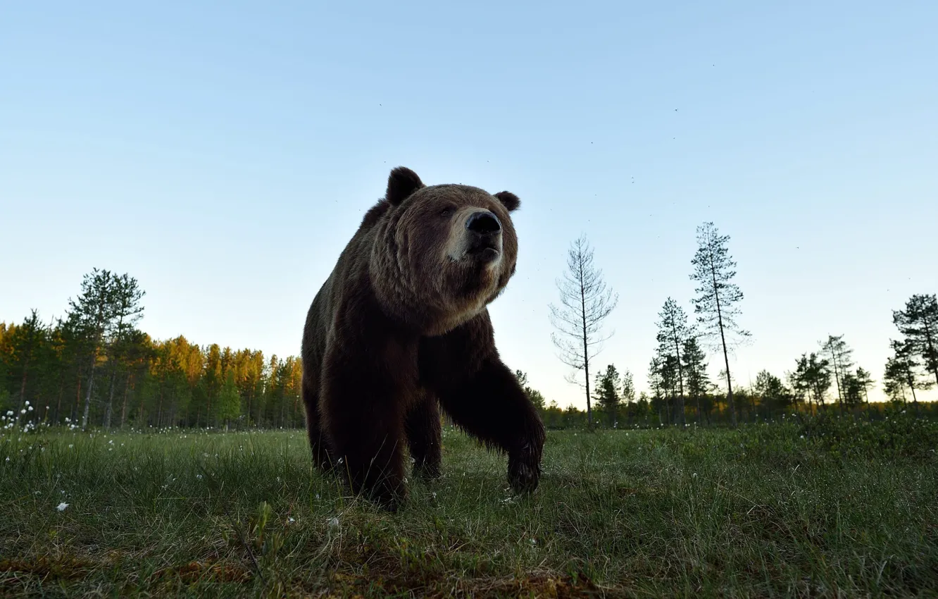 Photo wallpaper field, forest, the sky, face, bear, walk