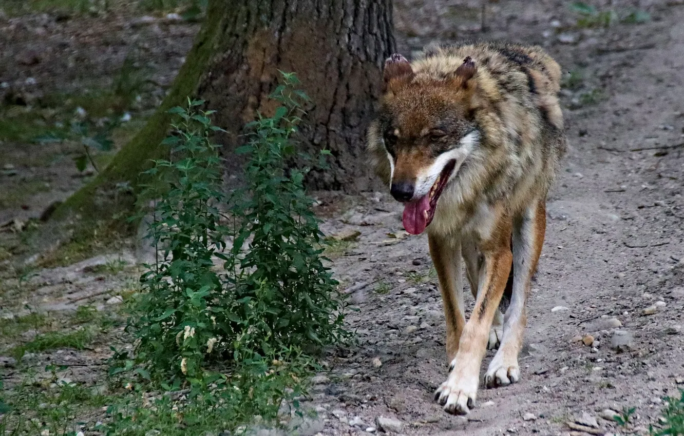 Photo wallpaper Predator, nature, snow, face, animal, wolf, wolves, canis lupus