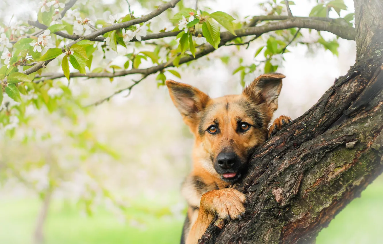 Photo wallpaper look, face, trees, dog, shepherd, German shepherd