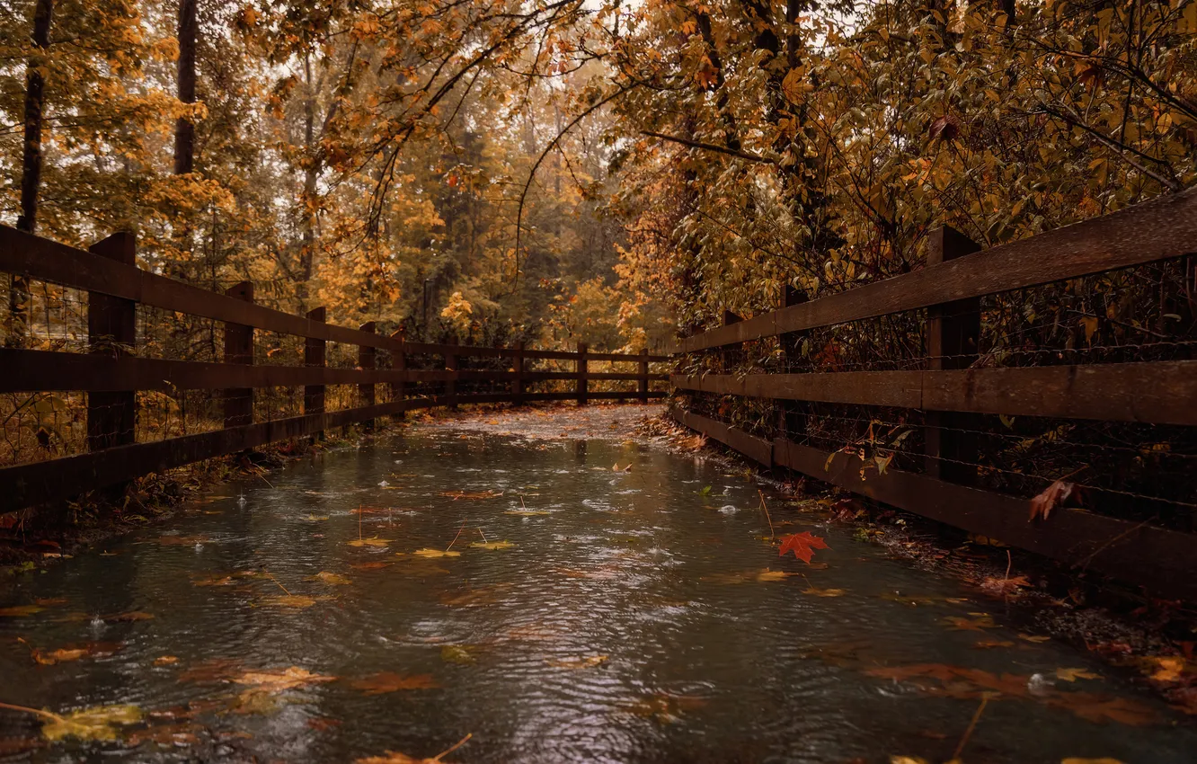 Photo wallpaper autumn, forest, leaves, drops, bridge, nature, rain, puddle