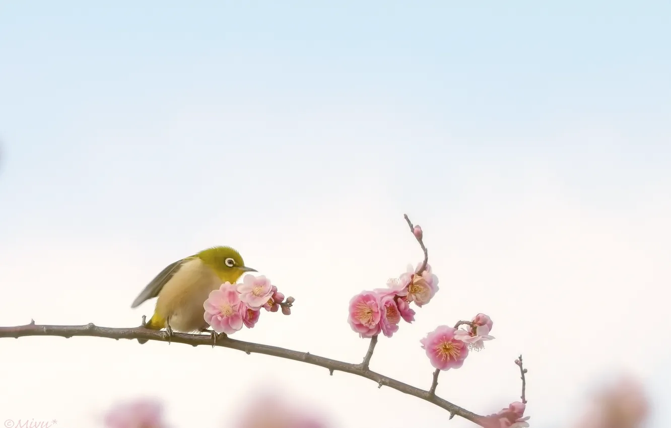 Photo wallpaper flowers, bird, branch, wildlife