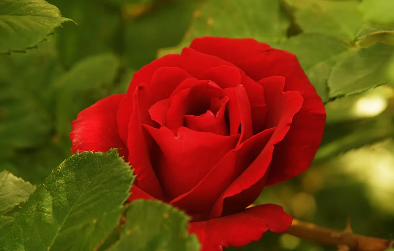 Photo wallpaper greens, leaves, flowers, red, one, roses, garden, buds