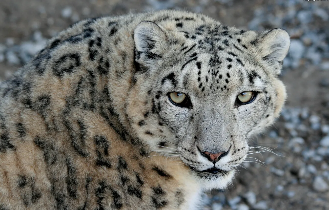 Photo wallpaper look, face, predator, IRBIS, snow leopard, snow leopard