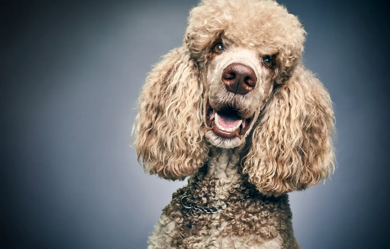 Photo wallpaper look, face, background, portrait, dog, poodle
