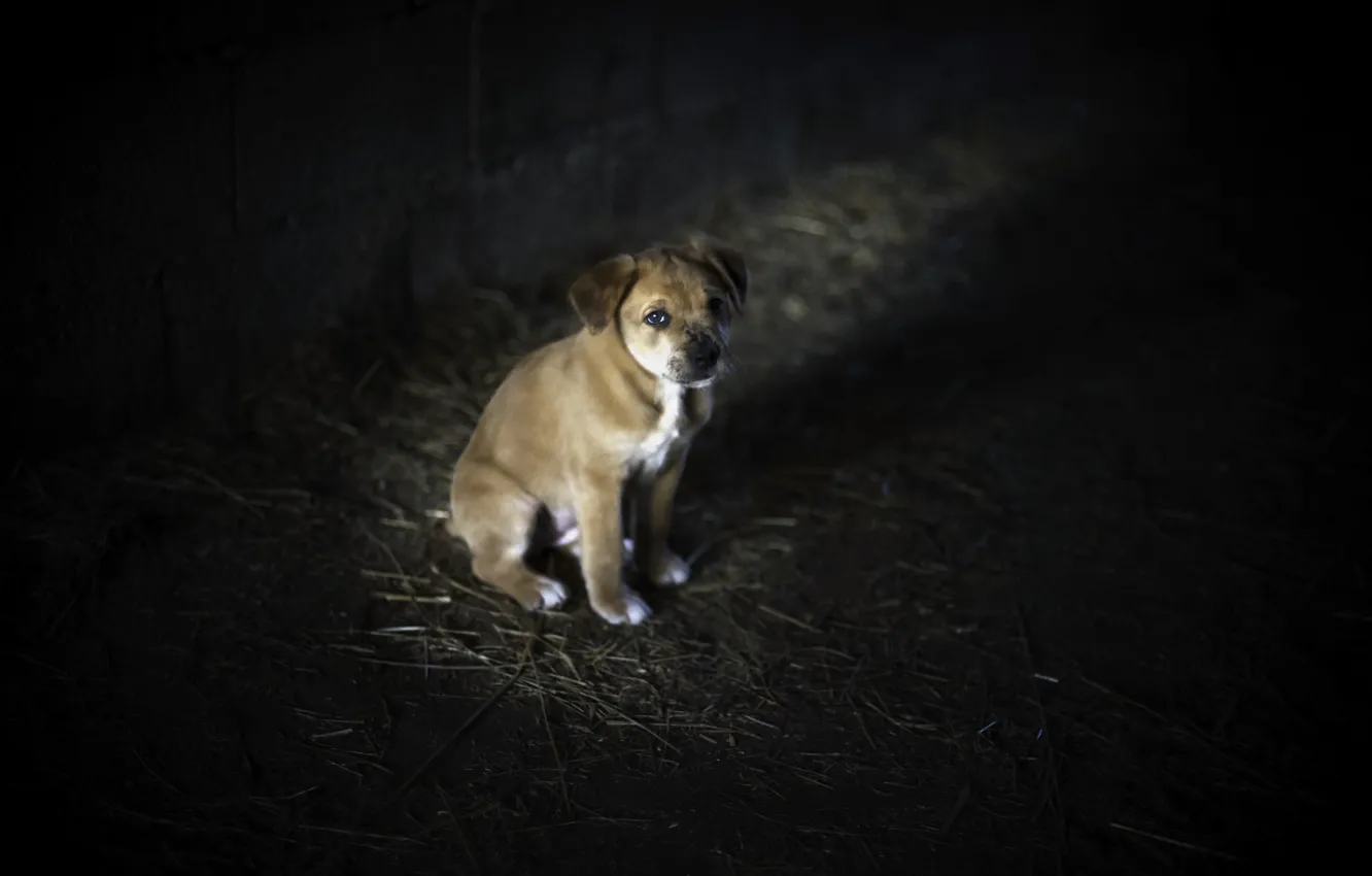 Photo wallpaper loneliness, dog, puppy